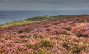 Yorkshire Moors met paarse heide in bloei september