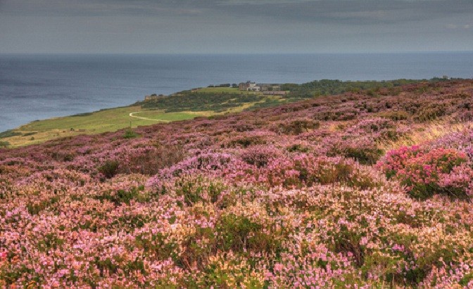 Yorkshire Moors met paarse heide in bloei september